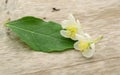 White flowers blossoms isolated on white background. cherry flower. Royalty Free Stock Photo