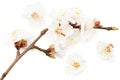 white flowers blossoms isolated on white background. cherry flower Royalty Free Stock Photo