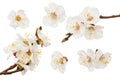 white flowers blossoms isolated on white background. cherry flower Royalty Free Stock Photo