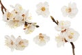 white flowers blossoms isolated on white background. cherry flower Royalty Free Stock Photo