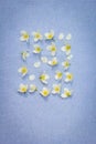 White flowers on blue background Royalty Free Stock Photo