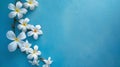 White flowers on blue background with blank space. white flowers on a blue background in figuras force with free empty space Royalty Free Stock Photo