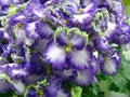 White flowers with a blue border and green crimped edge on a green background