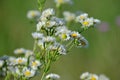 White flowers of blue fleabane