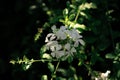 White flowers: Blue Jasmine & x28;Plumbago Auriculata& x29; Royalty Free Stock Photo