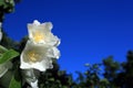 White flowers with the blue sky in the backgroundW