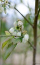 White flowers on blueberry stem