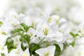 White flowers of bougainvillea spectabilis Bougainvillea spectabilis Willd., or great bougainvillea, native to Brazil, Bolivia, Royalty Free Stock Photo