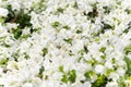 White flowers of bougainvillea spectabilis Bougainvillea spectabilis Willd., or great bougainvillea, native to Brazil, Bolivia, Royalty Free Stock Photo