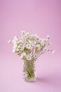 White flowers bouquet in glass vase on pink background Royalty Free Stock Photo