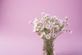 White flowers bouquet in glass vase on pink background Royalty Free Stock Photo