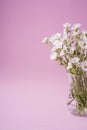 White flowers bouquet in glass vase on pink background Royalty Free Stock Photo