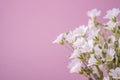 White flowers bouquet in glass vase on pink background Royalty Free Stock Photo