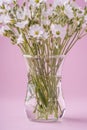 White flowers bouquet in glass vase on pink background Royalty Free Stock Photo