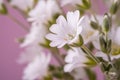 White flowers bouquet on pink background close up Royalty Free Stock Photo