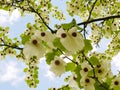 Dove Tree Flowers