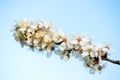 White flowers on a branch of apricot against a blue sky. Spring flowering. Royalty Free Stock Photo