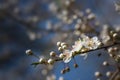 White flowers on a branch of the cherry plum tree Prunus cerasifera, early blossoms in spring and Easter time against a blue sky Royalty Free Stock Photo