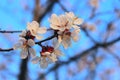 Cropped Shot Of Blooming Apricot Tree. Abstract Nature Background. Beautiful Nature.