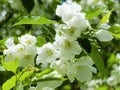White flowers on the branches of the Apple tree