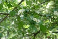 White flowers on branches of maythorn shrub Royalty Free Stock Photo