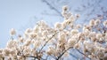 White flowers on the branches of a plum tree Prunus domestica on a nice sunny day with a blue sky in the background in early spr