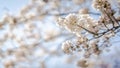 White flowers on the branches of a plum tree Prunus domestica on a nice sunny day with a blue sky in the background in early spr