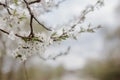 White flowers on the branches of a tree. Cherry blossom trees.