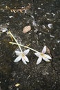 White flowers on brickfloor