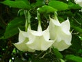 White Flowers of Brugmansia Suaveolens - Angel`s Trumpet or Datura or Dhatura Royalty Free Stock Photo