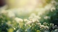 White flowers of buckwheat on a background of green grass