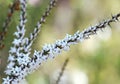 White flowers and buds of the Australian native Coral Heath, Epacris pulchella, family Ericaceae