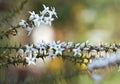 White flowers and buds of the Australian native Coral Heath, Epacris pulchella, family Ericaceae