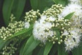 White flowers and buds of the Australian native Lemon Myrtle, Backhousia citriodora