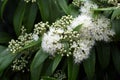 White flowers and buds of the Australian native Lemon Myrtle, Backhousia citriodora Royalty Free Stock Photo