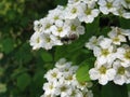 White flowers and buds on the blooming Spiraea shrub