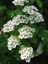 White flowers and buds on the blooming Spiraea shrub