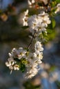 white flowers and buds of a tree.