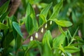 White flower buds and green leaves. Floral background. Polygonatum, King's Solomon seal flowers.