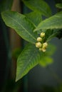 White flowers buds of lemon on a tree branch in the garden after the rain Royalty Free Stock Photo