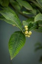 White flowers buds of lemon on a tree branch in the garden after the rain. Homemade fruits, craft production Royalty Free Stock Photo