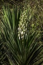 White flowers and buds of Yucca cernua plant closeup among green foliage Royalty Free Stock Photo