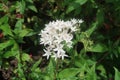 White flowers bunch