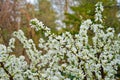 White flowers of Bush Cherry Prunus Japonica