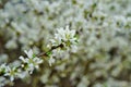 White flowers of Bush Cherry Prunus Japonica