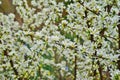 White flowers of Bush Cherry Prunus Japonica