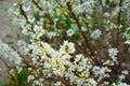 White flowers of Bush Cherry Prunus Japonica