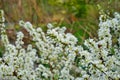 White flowers of Bush Cherry Prunus Japonica