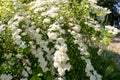 Photo of white flowers on a bush in a garder