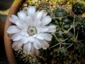 White flowers cactus